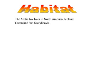 The Arctic fox lives in North America, Iceland,
Greenland and Scandinavia.
 