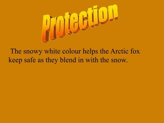 The snowy white colour helps the Arctic fox
keep safe as they blend in with the snow.
 