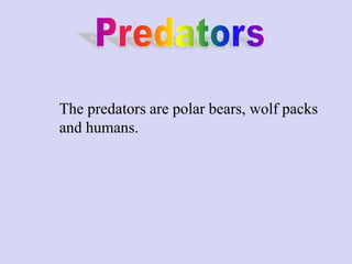 The predators are polar bears, wolf packs
and humans.
 
