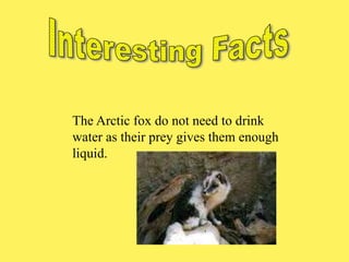 The Arctic fox do not need to drink
water as their prey gives them enough
liquid.
 