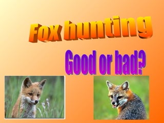 Fox hunting Good or bad? 