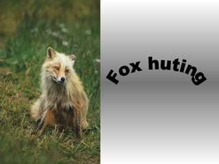 Fox huting 
