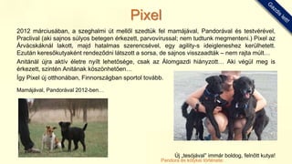2012 márciusában, a szeghalmi út mellől szedtük fel mamájával, Pandorával és testvérével,
Praclival (aki sajnos súlyos betegen érkezett, parvovírussal; nem tudtunk megmenteni.) Pixel az
Árvácskáknál lakott, majd hatalmas szerencsével, egy agility-s ideigleneshez kerülhetett.
Ezután keresőkutyaként rendeződni látszott a sorsa, de sajnos visszaadták – nem rajta múlt…
Anitánál újra aktív életre nyílt lehetősége, csak az Álomgazdi hiányzott… Aki végül meg is
érkezett, szintén Anitának köszönhetően…
Így Pixel új otthonában, Finnországban sportol tovább.
Mamájával, Pandorával 2012-ben…
Új „tesójával” immár boldog, felnőtt kutya!
Pixel
Pandora és kölykei története:
 