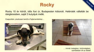 Rocky 10 év körüli, idős foxi úr, Budapesten kóborolt. Helénáék vállalták be
ideiglenesben, saját 3 kutyájuk mellé.
Csapzottan, piszkosan került a Fajtamentéshez…
… immár melegben, biztonságban,
szeretetben éli az életét!
Rocky
 