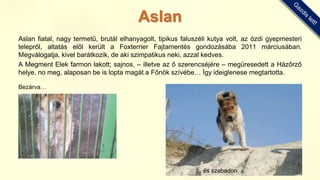 Aslan fiatal, nagy termetű, brutál elhanyagolt, tipikus faluszéli kutya volt, az ózdi gyepmesteri
telepről, altatás elől került a Foxterrier Fajtamentés gondozásába 2011 márciusában.
Megválogatja, kivel barátkozik, de aki szimpatikus neki, azzal kedves.
A Megment Elek farmon lakott; sajnos, – illetve az ő szerencséjére – megüresedett a Házőrző
helye, no meg, alaposan be is lopta magát a Főnök szívébe… Így ideiglenese megtartotta.
Bezárva…
… és szabadon.
Aslan
 