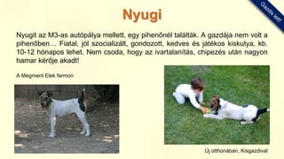 Nyugit az M3-as autópálya mellett, egy pihenőnél találták. A gazdája nem volt a
pihenőben… Fiatal, jól szocializált, gondozott, kedves és játékos kiskutya, kb.
10-12 hónapos lehet. Nem csoda, hogy az ivartalanítás, chipezés után nagyon
hamar kérője akadt!
A Megment Elek farmon
Új otthonában, Kisgazdival
Nyugi
 