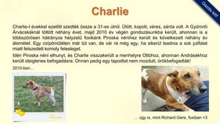 Charlie-t évekkel ezelőtt szedték össze a 31-es útról. Ütött, kopott, véres, sánta volt. A Gyömrői
Árvácskáknál töltött néhány évet, majd 2010 év végén gondozásunkba került, ahonnan is a
többszörösen hátrányos helyzetű foxikánk Piroska nénihez került és következett néhány év
álomélet. Egy csípőműtéten már túl van, de vár rá még egy, ha sikerül leadnia a sok jutifalat
miatt felszedett komoly felesleget.
Idén Piroska néni elhunyt, és Charlie visszakerült a menhelyre Ottóhoz, ahonnan Andrásékhoz
került ideiglenes befogadásra. Onnan pedig egy tapodtat nem mozdult, örökbefogadták!
2010-ben…
… úgy is, mint Richard Gere, foxiban <3
Charlie
 