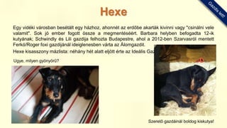Egy vidéki városban besétált egy házhoz, ahonnét az erdőbe akarták kivinni vagy "csinálni vele
valamit". Sok jó ember fogott össze a megmentéséért. Barbara helyben befogadta 12-ik
kutyának; Schwindly és Lili gazdija felhozta Budapestre, ahol a 2012-ben Szarvasról mentett
Ferkó/Roger foxi gazdijánál ideiglenesben várta az Álomgazdit.
Hexe kisasszony mázlista: néhány hét alatt eljött érte az Ideális Gazdi!!!
Ugye, milyen gyönyörű?
Szerető gazdáinál boldog kiskutya!
Hexe
 