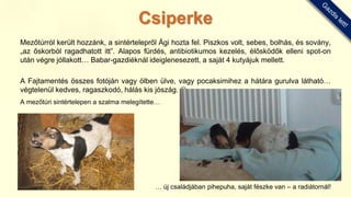 Mezőtúrról került hozzánk, a sintértelepről Ági hozta fel. Piszkos volt, sebes, bolhás, és sovány,
„az őskorból ragadhatott itt”. Alapos fürdés, antibiotikumos kezelés, élősködők elleni spot-on
után végre jóllakott… Babar-gazdiéknál ideiglenesezett, a saját 4 kutyájuk mellett.
A Fajtamentés összes fotóján vagy ölben ülve, vagy pocaksimihez a hátára gurulva látható…
végtelenül kedves, ragaszkodó, hálás kis jószág. 
A mezőtúri sintértelepen a szalma melegítette…
… új családjában pihepuha, saját fészke van – a radiátornál!
Csiperke
 