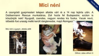 A csongrádi gyepmesteri telepen altatás várt rá a 14 nap lejárta után. A
Dobbermann Rescue munkatársa, Zoli hozta fel Budapestre; ezúton is
köszönjük neki! Nyugodt, csendes, nagyon rendes kis foxika. Vacak nevű,
idősebb foxi uraság mellé került ideiglenesbe, majd Álomgazdihoz.
Mici néni a gyepin, altatás előtt
Otthon, édes otthon 
Mici néni
 