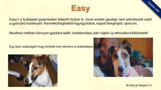 Easy-t a budapesti gyepmesteri telepről hoztuk ki, mivel eredeti gazdája nem jelentkezett ezért
a gyönyörű foxilányért. Kennelköhögéséből kigyógyítottuk, kapott féreghajtót, spot-ont.
Nevéhez méltóan könnyen gazdára talált: ivartalanítása után rögtön új otthonába költözhetett!
Egy ilyen szépségért hogy lehetett nem elmenni a sintértelepre…?
Itt már jó helyen! 
Easy
 