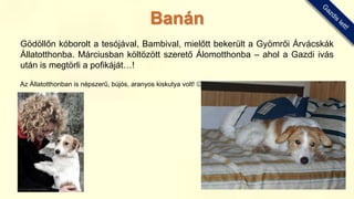 Gödöllőn kóborolt a tesójával, Bambival, mielőtt bekerült a Gyömrői Árvácskák
Állatotthonba. Márciusban költözött szerető Álomotthonba – ahol a Gazdi ivás
után is megtörli a pofikáját…!
Az Állatotthonban is népszerű, bújós, aranyos kiskutya volt! 
Banán
 