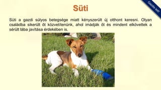 Süti a gazdi súlyos betegsége miatt kényszerült új otthont keresni. Olyan
családba sikerült őt közvetítenünk, ahol imádják őt és mindent elkövettek a
sérült lába javítása érdekében is.
Süti
 