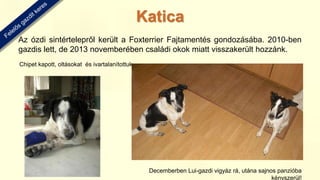 Az ózdi sintértelepről került a Foxterrier Fajtamentés gondozásába. 2010-ben
gazdis lett, de 2013 novemberében családi okok miatt visszakerült hozzánk.
Chipet kapott, oltásokat és ivartalanítottuk
Decemberben Lui-gazdi vigyáz rá, utána sajnos panzióba
kényszerül!
Katica
 