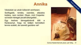 Vácdukán az utcán kóborolt vemhesen.
Szófogadó, rendes, csendes, alázatos
kislány, nem rombol. Olyan, mint Csiperke:
szívesen kéreget pocakvakargatást…
Egy kedves támogatónknál tölti a
Karácsonyt, hogy ne kelljen kennelben
lennie ezalatt, de szerető gazdára vár!
Csinos fiatalembernek pózol, pár hétig… 
Annika
 