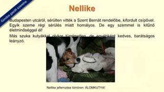 Budapesten utcáról, sérülten vitték a Szent Bernát rendelőbe, kifordult csípővel.
Egyik szeme régi sérülés miatt homályos. De egy szemmel is kitűnő
életminőséggel él!
Más szuka kutyákkal olykor türelmetlen, de egyébként kedves, barátságos
leányzó.
Nellike jellemzése tömören: ÁLOMKUTYA!
Nellike
 