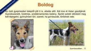 Az ózdi gyepmesteri telepről jött ő is, altatás elől. Két éve él Aslan gazdijánál.
Gyerekszerető, türelmes, problémamentes kislány. Sprőd szőrét időnként meg
kell tépegetni, gyönyörűen tűri, szereti, ha gondozzák, törődnek vele.
Szembeszélben… 
Boldog
 