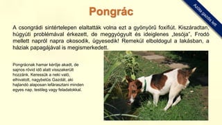 A csongrádi sintértelepen elaltatták volna ezt a gyönyörű foxifiút. Kiszáradtan,
húgyúti problémával érkezett, de meggyógyult és ideiglenes „tesója”, Frodó
mellett napról napra okosodik, ügyesedik! Remekül elboldogul a lakásban, a
háziak papagájával is megismerkedett.
Pongrácnak hamar kérője akadt, de
sajnos rövid idő alatt visszakerült
hozzánk. Keressük a neki való,
elhivatott, nagybetűs Gazdát, aki
hajlandó alaposan lefárasztani minden
egyes nap, testileg vagy feladatokkal.
Pongrác
 