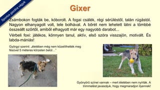Zsámbokon fogták be, kóborolt. A fogai csálék, régi sérüléstől, talán rúgástól.
Nagyon elhanyagolt volt, tele bolhával. A bőrét nem lehetett látni a tömbbé
összeállt szőrtől, amiből elhagyott már egy nagyobb darabot...
Vérbeli foxi: játékos, könnyen tanul, aktív, első szóra visszajön, motivált. És
labda-mániás!
Györgyi szerint: „életében még nem közelíthették meg
fésűvel 5 méteres körzeten belül…”
Gyönyörű színei vannak – mert életében nem nyírták. A
trimmelést javasoljuk, hogy megmaradjon ilyennek!
Gixer
 