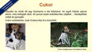 Vésztőn az utcán élt egy foximama a két kölykével. Az egyik kölyök sajnos
eltűnt, mire befogták őket. 40 percet áztak bolhátlanítás céljából… Alultápláltak
voltak és gyengék.
Cukor szobatiszta, csak hívásra lépi át a küszöböt.
Cukor ideiglenesen Krisztáéknál lakik.
Cukor
 