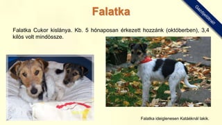 Falatka Cukor kislánya. Kb. 5 hónaposan érkezett hozzánk (októberben), 3,4
kilós volt mindössze.
Falatka ideiglenesen Katáéknál lakik.
Falatka
 