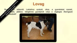 Budapesten kóborolt. Lakáshoz szokott, okos, a gyerekeket szereti,
ragaszkodó, játékos. Ideiglenes gazdijánál várja a végleges Álomgazdi
jelentkezését!
Lovag
 