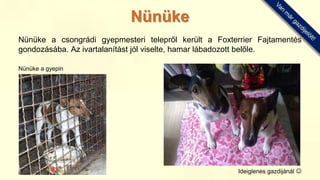 Nünüke a csongrádi gyepmesteri telepről került a Foxterrier Fajtamentés
gondozásába. Az ivartalanítást jól viselte, hamar lábadozott belőle.
Nünüke a gyepin
Ideiglenes gazdijánál 
Nünüke
 