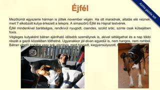 Mezőtúrról egyszerre hárman is jöttek november végén. Ha ott maradnak, altatás elé néznek,
mert 7 elkobzott kutya érkezett a telepre. A simaszőrű Éjfél és Hajnal testvérek.
Éjfél mindenkivel barátságos, rendkívül nyugodt, csendes, szolid srác, szinte csak külsejében
foxis.
Végleges kutyaként bátran ajánlható idősebb személynek is, akivel sétálgathat és a nap többi
részét a gazdi közelében tölthetné. Ugyanakkor jól elvan egyedül is, nem hangos, nem rombol.
Bátran vihető irodába vagy sok utazásra, mert higgadt, kiegyensúlyozott, békés természetű.
Éjfél
 