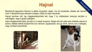Mezőtúrról egyszerre hárman is jöttek november végén. Ha ott maradnak, altatás elé néznek,
mert 7 elkobzott kutya érkezett a telepre. Éjfél és Hajni testvérek.
Hajnal vemhes volt, így megakadályozható lett, hogy 7 új, kilátástalan kiskutya kerüljön a
vakvilágba, vagy a gyepi padlójára.
Hajni ideiglenesnél lakik, jól kijön a 3 másik kutyával. Röpke két hét alatt erős kötődés alakult ki
benne, feltétel nélküli bizalommal van irántunk, ragaszkodó, de úgy tűnik, benne van a rettegés,
hogy mindezt elveszítheti.
Hajnal
 