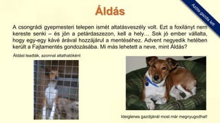 A csongrádi gyepmesteri telepen ismét altatásveszély volt. Ezt a foxilányt nem
kereste senki – és jön a petárdaszezon, kell a hely… Sok jó ember vállalta,
hogy egy-egy kávé árával hozzájárul a mentéséhez. Advent negyedik hetében
került a Fajtamentés gondozásába. Mi más lehetett a neve, mint Áldás?
Áldást leadták, azonnal altathatóként
Ideiglenes gazdijánál most már megnyugodhat!
Áldás
 