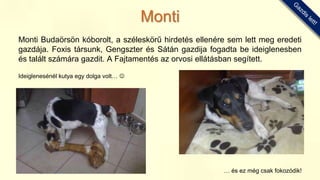 Monti Budaörsön kóborolt, a széleskörű hirdetés ellenére sem lett meg eredeti
gazdája. Foxis társunk, Gengszter és Sátán gazdija fogadta be ideiglenesben
és talált számára gazdit. A Fajtamentés az orvosi ellátásban segített.
Ideiglenesénél kutya egy dolga volt… 
… és ez még csak fokozódik!
Monti
 