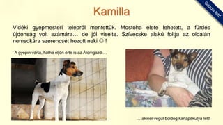 Vidéki gyepmesteri telepről mentettük. Mostoha élete lehetett, a fürdés
újdonság volt számára… de jól viselte. Szívecske alakú foltja az oldalán
nemsokára szerencsét hozott neki  !
A gyepin várta, hátha eljön érte is az Álomgazdi…
… akinél végül boldog kanapékutya lett!
Kamilla
 