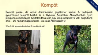Kompót picike, de annál dominánsabb jagdterrier szuka. A budapesti
gyepmesteri telepről hoztuk ki, a Gyömrői Árvácskák Állatotthonban nyert
ideiglenes elhelyezést. Ivartalanítása után egy ideig rosszkedvű volt, aggódtunk
érte… De hamar magára talált – és rá az Álomgazdi! 
Köszönjük a gondoskodást az Árvácskásoknak!
Kompót
 