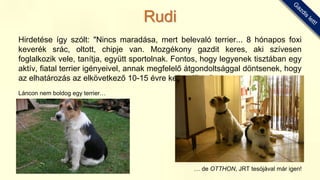 Hirdetése így szólt: "Nincs maradása, mert belevaló terrier... 8 hónapos foxi
keverék srác, oltott, chipje van. Mozgékony gazdit keres, aki szívesen
foglalkozik vele, tanítja, együtt sportolnak. Fontos, hogy legyenek tisztában egy
aktív, fiatal terrier igényeivel, annak megfelelő átgondoltsággal döntsenek, hogy
az elhatározás az elkövetkező 10-15 évre kell szóljon."
Láncon nem boldog egy terrier…
… de OTTHON, JRT tesójával már igen!
Rudi
 