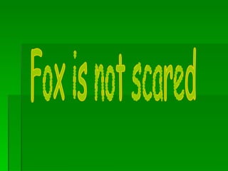 Fox is not scared 