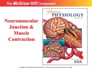 Copyright © The McGraw-Hill Companies, Inc. Permission required for reproduction or display.
Neuromuscular
Junction &
Muscle
Contraction
 