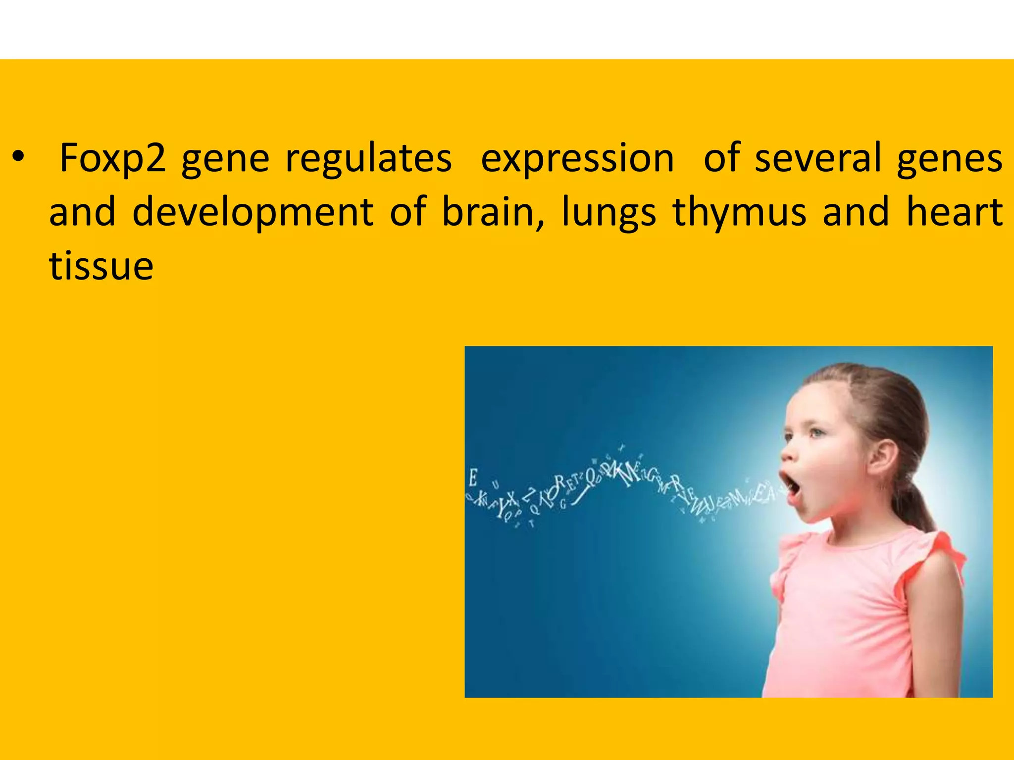 • Foxp2 gene regulates expression of several genes
and development of brain, lungs thymus and heart
tissue
 