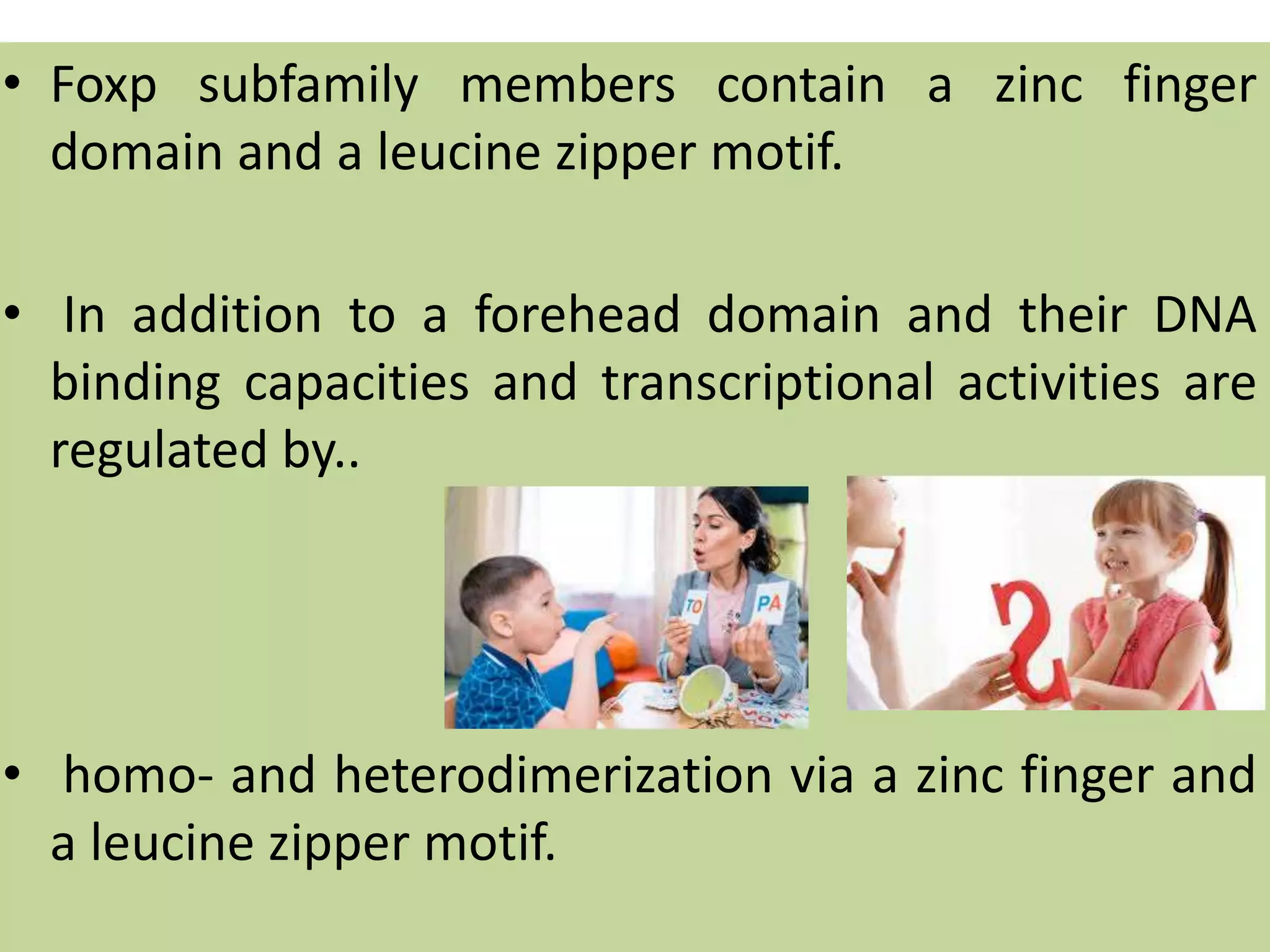 • Foxp subfamily members contain a zinc finger
domain and a leucine zipper motif.
• In addition to a forehead domain and their DNA
binding capacities and transcriptional activities are
regulated by..
• homo- and heterodimerization via a zinc finger and
a leucine zipper motif.
 