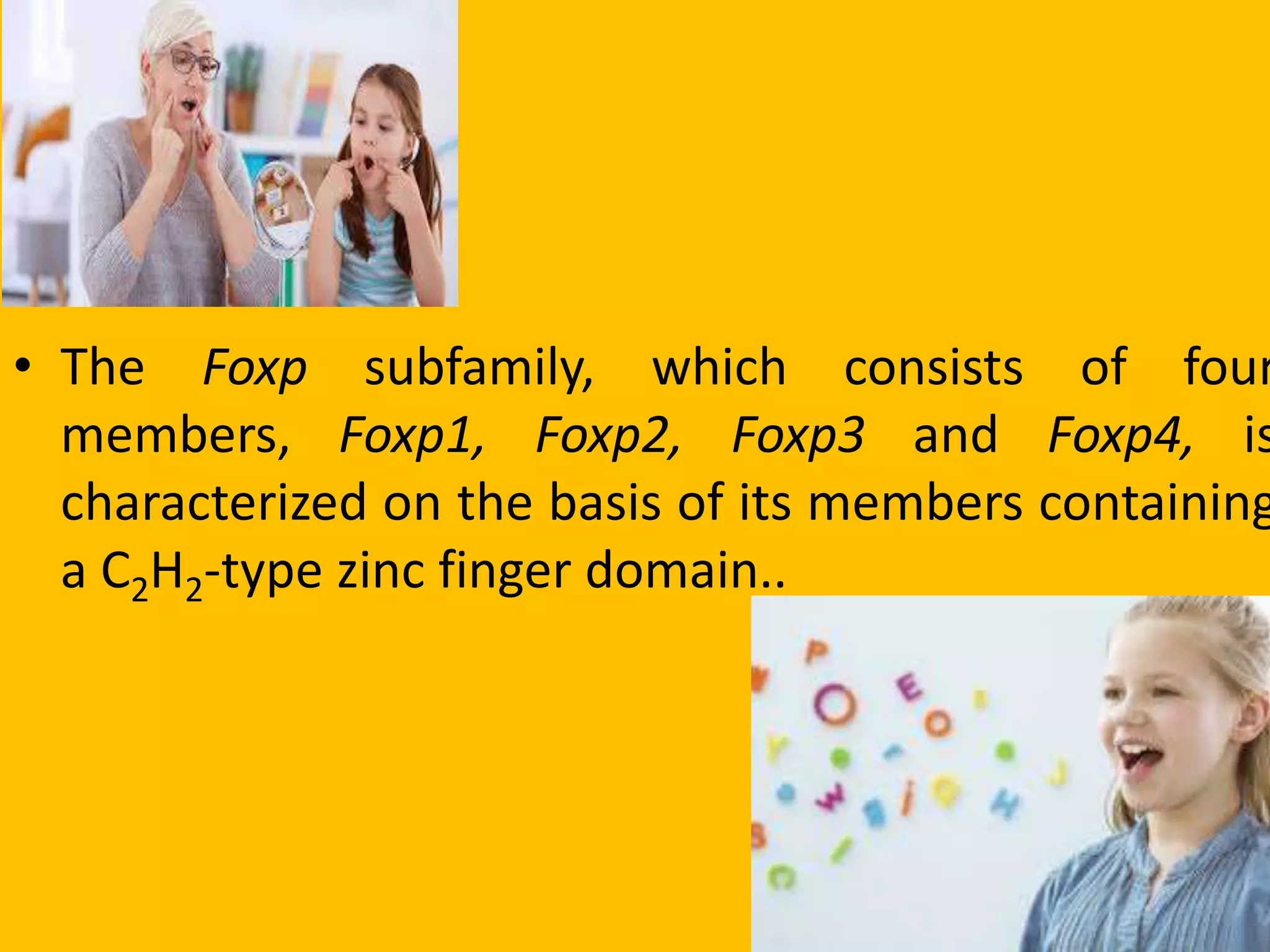 • The Foxp subfamily, which consists of four
members, Foxp1, Foxp2, Foxp3 and Foxp4, is
characterized on the basis of its members containing
a C2H2-type zinc finger domain..
 