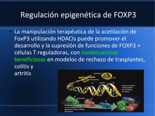 Regulación epigenética de FOXP3
• La manipulación terapéutica de la acetilación de
FoxP3 utilizando HDACIs puede promover el
desarrollo y la supresión de funciones de FOXP3 +
células T reguladoras, con consecuencias
beneficiosas en modelos de rechazo de trasplantes,
colitis y
artritis
 