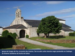 Igrexa de Cangas de Foz, na punta dos Castros. Ten no adro unha moreira negra protexida no Catálogo
de Árbores Senlleiras da Xunta de Galiza
 