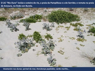 Vexetación nas dunas: perixel do mar, Honckenya peploides, cardo mariño...
O LIC “Río Ouro” inclúe o esteiro do río, a praia da Pampillosa e a do Serrido; e remata na praia
de Areoura, no linde con Burela.
 