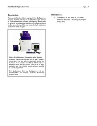 Focal Points Application Note                                                                          Page | 3



Conclusion                                                 References
Fluorescent Western blot imaging with the BioSpectrum        1.   Gallagher, S.R. and Wiley, E.A. Current
Imaging System and BioLite MultiSpectral Light Source             Protocols: Essential Laboratory Techniques.
is a fast and efficient process for enabling researchers          Wiley, 2012
to achieve simultaneous detection of multiple proteins
on the same immunoblot and generate high resolution,
publication-ready images.




 Figure 3. BioSpectrum Connected to the BioLite
 Together, the BioSpectrum and BioLite are a powerful
 combination that are able to specifically excite and
 illuminate at wavelengths from 365 to 765nm and read
 emissions from 400 to 850nm. Use of up to eight
 excitation and five emission wavelengths are possible
 in a single experiment.

 The BioSpectrum 810 and BioSpectrum 610 are
 recommended for imaging multiplex fluorescent
 Western blots.
 