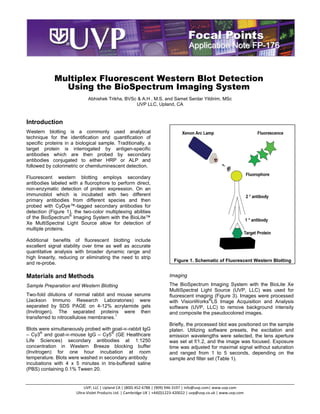 Application Note FP-176


             Multiplex Fluorescent Western Blot Detection
               Using the BioSpectrum Imaging System
                             Abhishek Trikha, BVSc & A.H , M.S. and Samet Serdar Yildirim, MSc
                                                  UVP LLC, Upland, CA


Introduction
Western blotting is a commonly used analytical
technique for the identification and quantification of
specific proteins in a biological sample. Traditionally, a
target protein is interrogated by antigen-specific
antibodies which are then probed by secondary
antibodies conjugated to either HRP or ALP and
followed by colorimetric or chemiluminescent detection.

Fluorescent western blotting employs secondary
antibodies labeled with a fluorophore to perform direct,
non-enzymatic detection of protein expression. On an
immunoblot which is incubated with two different
primary antibodies from different species and then
probed with CyDye™-tagged secondary antibodies for
detection (Figure 1), the two-color multiplexing abilities
of the BioSpectrum® Imaging System with the BioLite™
Xe MultiSpectral Light Source allow for detection of
multiple proteins.

Additional benefits of fluorescent blotting include
excellent signal stability over time as well as accurate
quantitative analysis with broader dynamic range and
high linearity, reducing or eliminating the need to strip
                                                                            Figure 1. Schematic of Fluorescent Western Blotting
and re-probe.

Materials and Methods                                                    Imaging

Sample Preparation and Western Blotting                                  The BioSpectrum Imaging System with the BioLite Xe
                                                                         MultiSpectral Light Source (UVP, LLC) was used for
Two-fold dilutions of normal rabbit and mouse serums                     fluorescent imaging (Figure 3). Images were processed
(Jackson Immuno Research Laboratories) were                              with VisionWorks®LS Image Acquisition and Analysis
separated by SDS PAGE on 4-12% acrylamide gels                           software (UVP, LLC) to remove background intensity
(Invitrogen). The separated proteins were then                           and composite the pseudocolored images.
transferred to nitrocellulose membranes.1
                                                                         Briefly, the processed blot was positioned on the sample
Blots were simultaneously probed with goat-∝-rabbit IgG                  platen. Utilizing software presets, the excitation and
– Cy3® and goat-∝-mouse IgG – Cy5® (GE Healthcare                        emission wavelengths were selected, the lens aperture
Life Sciences) secondary antibodies at 1:1250                            was set at f/1.2, and the image was focused. Exposure
concentration in Western Breeze blocking buffer                          time was adjusted for maximal signal without saturation
(Invitrogen) for one hour incubation at room                             and ranged from 1 to 5 seconds, depending on the
temperature. Blots were washed in secondary antibody                     sample and filter set (Table 1).
incubations with 4 x 5 minutes in tris-buffered saline
(PBS) containing 0.1% Tween 20.


                           UVP, LLC | Upland CA | (800) 452-6788 | (909) 946-3197 | info@uvp.com| www.uvp.com
                       Ultra-Violet Products Ltd. | Cambridge UK | +44(0)1223-420022 | uvp@uvp.co.uk | www.uvp.com
 