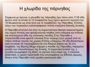 Η χλωρίδα της πάρνηθας
Σύμφωνα με έρευνα, η χλωρίδα της πάρνηθας έχει πάνω απο 1116 είδη
φυτών από τα οποία τα 13 αναφέρεται πως έχουν φυτευτεί τεχνητά ενώ
10 θεωρούνται ως είναι ξένα για το περιβάλλον της Πάρνηθας. Επίσης
λόγω των πυρκαγίων καταστράφηκαν πολλά στρέματα δασικής έκτασης.
Η Πάρνηθα αποτελεί ένα άπο τα σημαντικότερα δασικά οικοσυστήματα
του νομού Αττικής εκει φιλοξενούνται πλήθος από ενδημικά και σπάνια
και απειλούμενα είδη της ελληνικής πανίδας.Στην Πάρνηθα η
πτηνοπανίδα είναι αρκετά πλούσια.Στην περιοχή ζουν μερικά από τα
πλέον σπάνια πουλία της χώρας.Επίσης υπάρχουν 39 είδη θηλαστικών
από τα οποία 25 περιλαμβάνονται στο Κόκκινο βιβλίο και 32 στη
σύμβαση της Βέρνης.Μέχρι σήμερα η πανίδα της Πάρνηθας παραμένει
μεταξύ των πλουσίοτερων της Αττικής. Η σημαντική έκτασή της, η
ευνοϊκή γεωγραφική της θέση, το σχετικό ήπιο κλίμα της, η πλούσια
βλάστηση, η υψηλή προστασία που απολαμβάνει ως Εθνικός Δρυμός,
δίνουν στην Πάρνηθα πολύ μεγάλη οικολογική αξία.
 