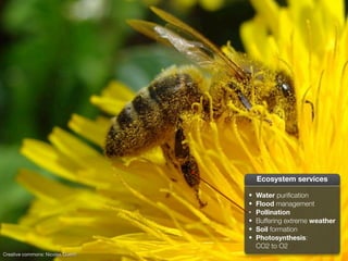 Creative commons: Nicolas Guerin
• Water puriﬁcation
• Flood management
• Pollination
• Buffering extreme weather
• Soil formation
• Photosynthesis:
CO2 to O2
Ecosystem services
 