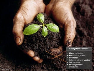 Hyland seeds
• Water puriﬁcation
• Flood management
• Pollination
• Buffering extreme weather
• Soil formation
• Photosynthesis:
CO2 to O2
Ecosystem services
 