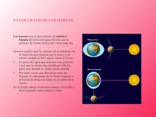 4.3 LOS CICLOS DE LAS MAREAS Las mareas  son el movimiento de  subida y bajada  del nivel del agua del mar que se produce de forma cíclica dos veces cada día. Newton explicó que las mareas son el resultado de al atracción gravitatoria que la luna ( y en menor medida el Sol ) ejerce sobre la Tierra . La parte del agua que está mas mas próxima a la Luna se siente mas atraída por ella.La parte mas alejada se siente menor atraída  Por tanto existe una diferencia entre las fuerzas en cada punto de la Tierra respecto a la fuerza de atracción lunar en el centro de la Tierra  En el primer dibujo tendremos marea viva o alta y en el segundo marea muerta o baja.  