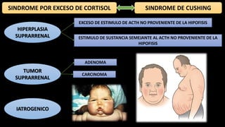 SINDROME DE CUSHINGSINDROME POR EXCESO DE CORTISOL
HIPERPLASIA
SUPRARRENAL
EXCESO DE ESTIMULO DE ACTH NO PROVENIENTE DE LA HIPOFISIS
ESTIMULO DE SUSTANCIA SEMEJANTE AL ACTH NO PROVENIENTE DE LA
HIPOFISIS
TUMOR
SUPRARRENAL
ADENOMA
CARCINOMA
IATROGENICO
 
