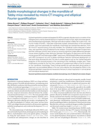 Original Research Article 
published: 20 April 2011 
doi: 10.3389/fphys.2011.00015 
XLHED and consist in reduced and retrognathic maxilla, frontal 
prominence, cranial base modifications, reduced facial convexity 
and facial height with deficiencies in sagittal and transverse skel-etal 
growth (Johnson et al., 2002; Arslan et al., 2007; Clauss et al., 
2008). Global reduction of facial growth, especially in the middle 
third of the facial skeleton, and mandibular growth retardation 
are integrated in HED craniofacial phenotype (Dellavia et al., 
2010). Bone structural modifications have also been described in 
patients affected by XLHED and correspond to local increases of 
alveolar and basal bone densities and hypercorticalization (Lesot 
et al., 2009). Heterozygous female carriers of XLHED exhibit mod-erate 
phenotypic manifestations consisting in hypodontia, mild 
dental morphological defects, distribution of abnormal skin along 
Blaschko lines, and some craniofacial changes as midface hypoplasia 
and abnormal cranial base length (Cambiaghi et al., 2000). 
Tabby (Ta) mutant mouse mimicking human XLHED, results 
from a Ta gene mutation sharing a 97% sequence homology with 
EDA human gene (Srivastava et al., 1997). Phenotypically, this 
mouse model displays the same ectodermal defects with alopecia, 
eccrine glands hypoplasia, dental ageneses, microdontia or dental 
crown, and root morphological alterations (Tucker et al., 2000; 
Introduction 
Hypohidrotic ectodermal dysplasias (HED) are a large and heter-ogenous 
group of heritable genodermatoses, encompassing more 
than 200 distinct syndromes and characterized by structural abnor-malities 
of ectodermal appendages (DiGiovanna et al., 2009; Itin, 
2009). Ectodermal dysplasias are not considered as pure one-layer 
syndromes. Indeed, mesodermal abnormalities are also found given 
the close reciprocal interactions observed between the ectoder-mal 
and mesodermal layers (Itin, 2009). The most prevalent HED 
is X-linked hypohidrotic ectodermal dysplasia (XLHED) and is 
due to a mutation in EDA gene (Vincent et al., 2001). EDA gene 
undergoes alternative splicing and encodes a morphogenetic fac-tor 
called Ectodysplasin-A1 isoform with tumor necrosis factor 
(TNF) and collagen domains involved in cell interaction regulation, 
epithelial morphogenesis, and ectodermal development (Monreal 
et al., 1998). 
The clinical phenotype of individuals affected by HED is com-plex 
and includes hypotrichosis, dental agenesis and morphological 
defects, onychodysplasia and eccrine glands aplasia, or hypopla-sia, 
being the main features (Pinheiro and Freire-Maia, 1994). 
Craniofacial and anthropometric changes are also described in 
Subtle morphological changes in the mandible of 
Tabby mice revealed by micro-CT imaging and elliptical 
Fourier quantification 
Fabien Bornert1,2, Philippe Choquet3,4, Catherine I. Gros1,2, Gaelle Aubertin3,4, Fabienne Perrin-Schmitt1,4, 
François Clauss1,2, Hervé Lesot1, André Constantinesco3,4 and Matthieu Schmittbuhl1,2* 
1 Institut National de la Santé et de la Recherche Médicale, INSERM UMR 977, University of Strasbourg, Strasbourg, France 
2 Faculty of Dentistry, University of Strasbourg, Strasbourg, France 
3 Service de Biophysique et Médecine Nucléaire, Strasbourg University Hospital, Strasbourg, France 
4 Faculty of Medicine, University of Strasbourg, Strasbourg, France 
X-linked hypohidrotic ectodermal dysplasia (XLHED) is a genetic disorder due to a mutation of the 
EDA gene and is mainly characterized by an impaired formation of hair, teeth and sweat glands, 
and craniofacial dysmorphologies. Although tooth abnormalities in Tabby (Ta) mutant mice – the 
murine model of XLHED – have been extensively studied, characterization of the craniofacial 
complex, and more specifically the mandibular morphology has received less attention. From 
3D micro-CT reconstructions of the left mandible, the mandibular outline observed in lateral 
view, was quantified using 2D elliptical Fourier analysis. Comparisons between Ta specimens 
and their wild-type controls were carried out showing significant shape differences between 
mouse strains enabling a clear distinction between hemizygous Ta specimens and the other 
mouse groups (WT and heterozygous EdaTa/+ specimens). Morphological differences associated 
with HED correspond not only to global mandibular features (restrained development of 
that bone along dorsoventral axis), but also to subtle aspects such as the marked backward 
projection of the coronoid process or the narrowing of the mandibular condylar neck. These 
modifications provide for the first time, evidence of a predominant effect of the Ta mutation 
on the mandibular morphology. These findings parallel the well described abnormalities of 
jugal tooth row and skeletal defects in Ta mice, and underline the role played by EDA-A in the 
reciprocal epithelial–mesenchymal interactions that are of critical importance in normal dental 
and craniofacial development. 
Keywords: hypohidrotic ectodermal dysplasia, mandibular dysmorphology, micro-CT, elliptical Fourier analysis, Eda gene 
Edited by: 
Anna Petryk, University of Minnesota, 
USA 
Reviewed by: 
Yiping Chen, Tulane University, USA 
Martyn Cobourne, King’s College 
London, UK 
Thimios Mitsiadis, University of Zurich, 
Switzerland 
Peter Hammond, University College 
London, UK 
*Correspondence: 
Matthieu Schmittbuhl, Faculty of 
Dentistry, University of Strasbourg, 1 
Place de l’Hôpital, F-67000 Strasbourg, 
France. 
e-mail: m.schmittbuhl@unistra.fr 
www.frontiersin.org April 2011 | Volume 2 | Article 15 | 1 
 